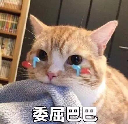 娱乐吃瓜君和折耳猫后续,一场跨界奇遇记 第3张 娱乐吃瓜君和折耳猫后续,一场跨界奇遇记 第3张